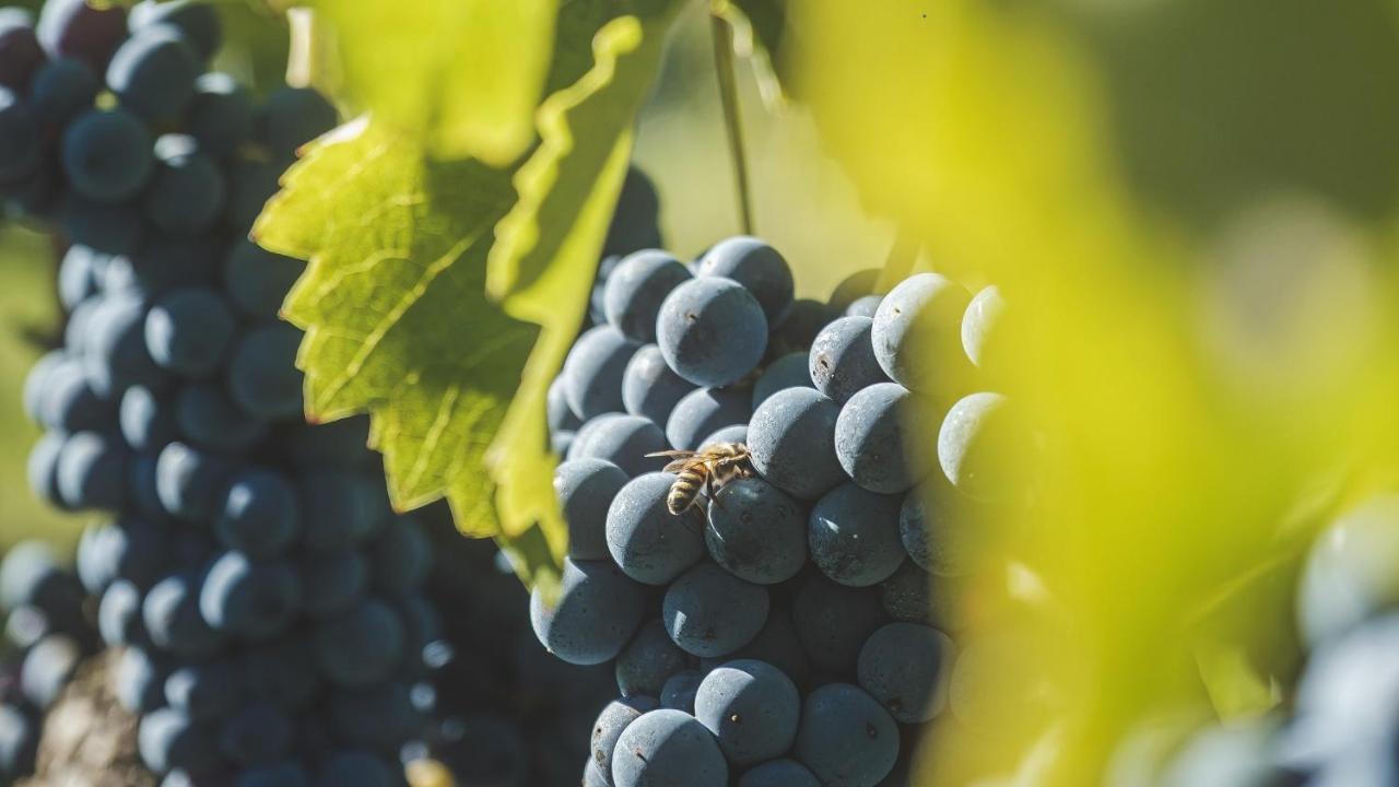Agriturismo Bellofatto Torella dei Lombardi Eksteriør bilde